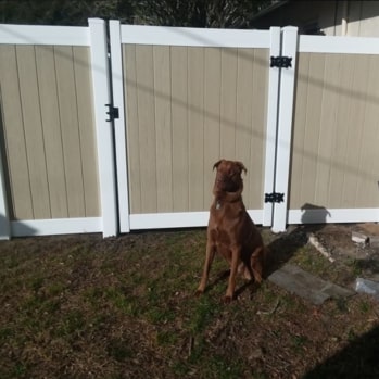 tan vinyl fence gate protected by dog